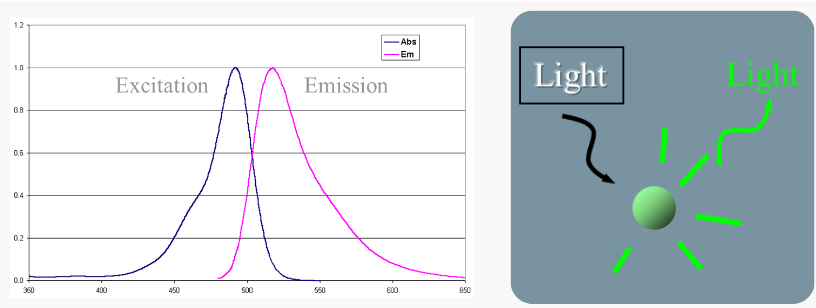 <ul><li><p><span>Absorption of light cause excitation of electrons</span></p></li><li><p><span>When electrons return to the ground state, light is emitted--fluorescence</span></p></li><li><p><span>Light emitted is always lower energy (longer wavelength) than light absorbed</span></p></li></ul><p></p>