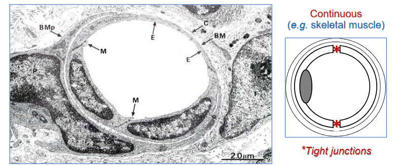 <ul><li><p><em>M, </em>marginal fold</p></li><li><p><em>P</em>, pericyte (partly surrounds endothelial cell layer, endowed with limited contractile ability; contributes to basement membranes protein secretion) </p></li></ul><p></p>