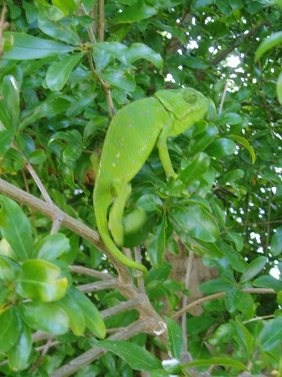 <p>adaptarse al entorno</p>