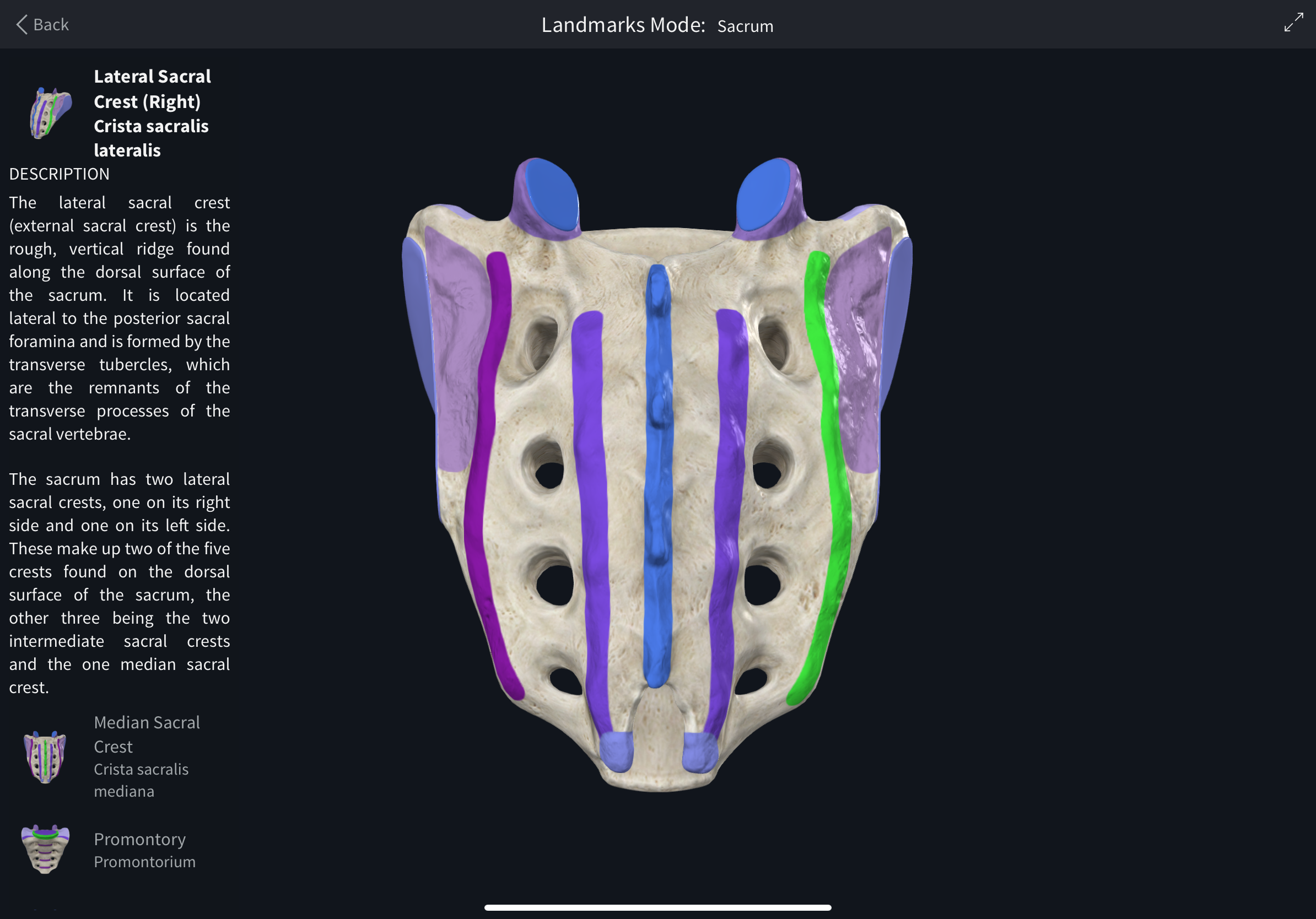 <p>Lateral sacral crests</p>