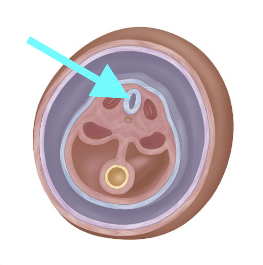 <p>What structure is shown?</p>