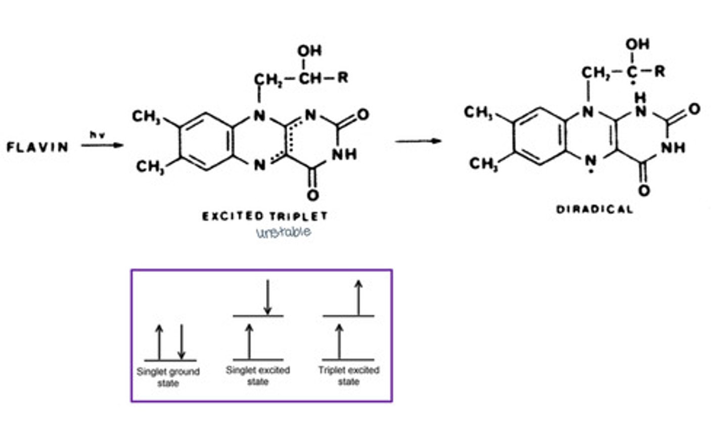 knowt flashcard image