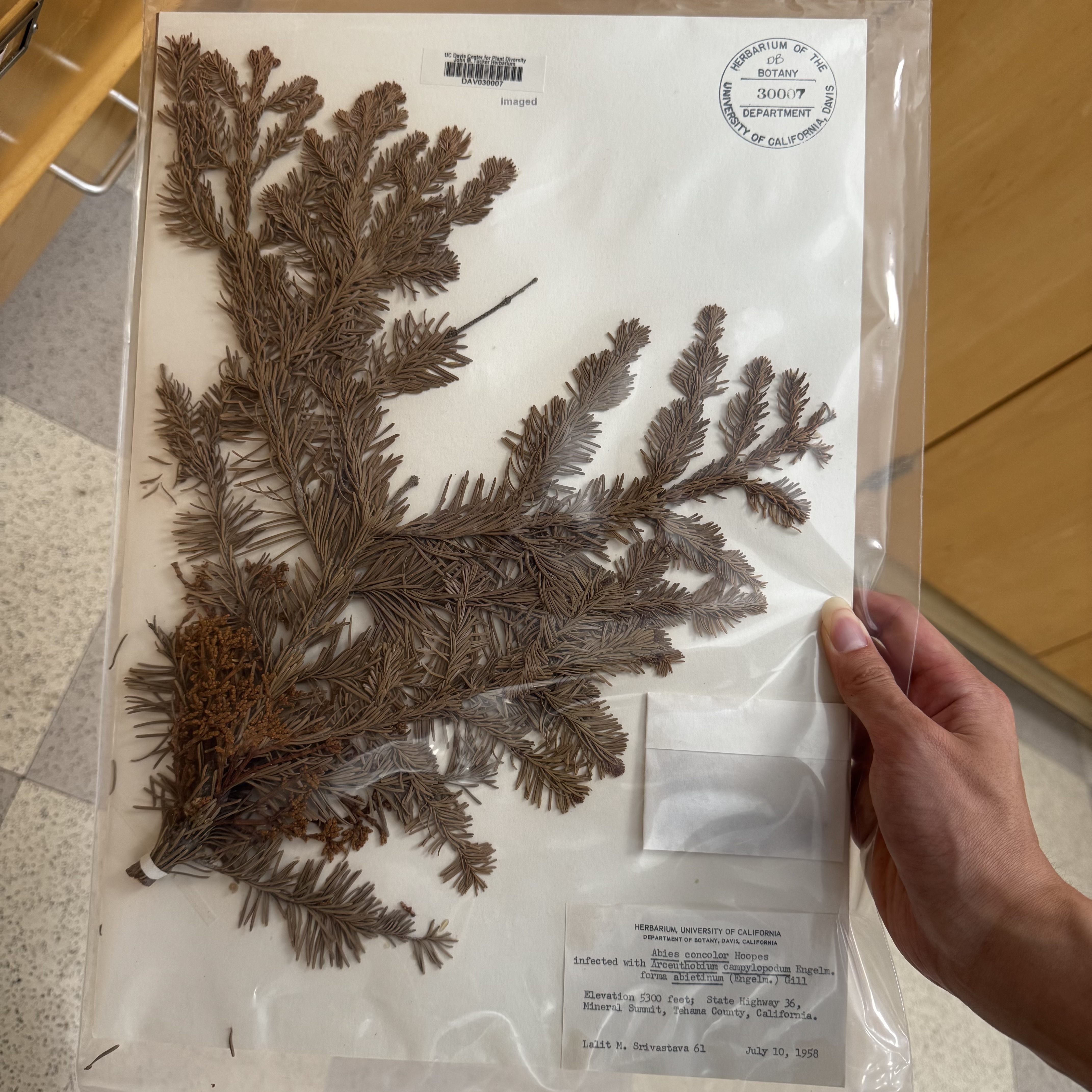 <p>What order, family, and genus?</p>
