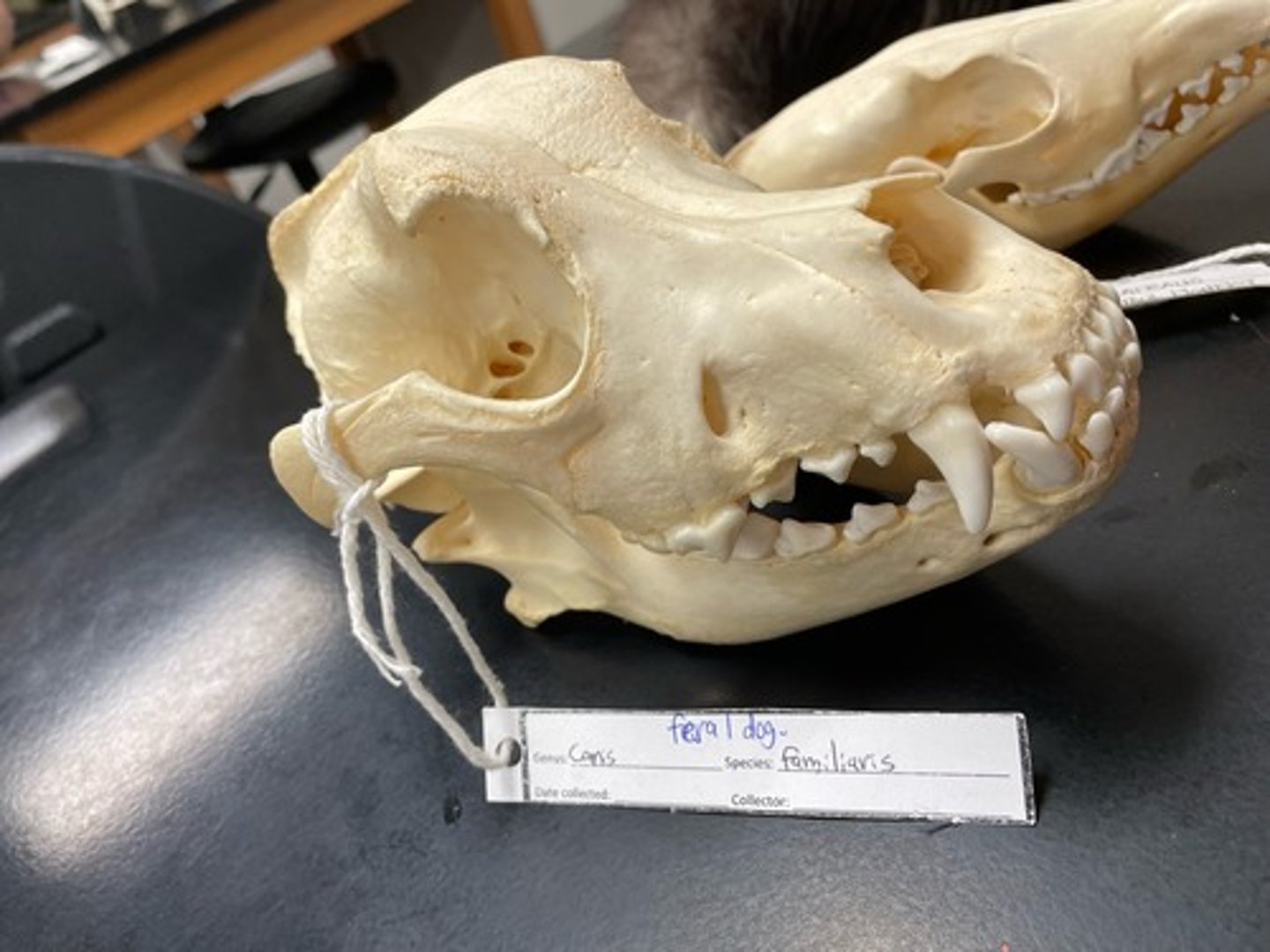 <p>Family: Canidae</p><p>Genus & Species: Canis familiaris</p>