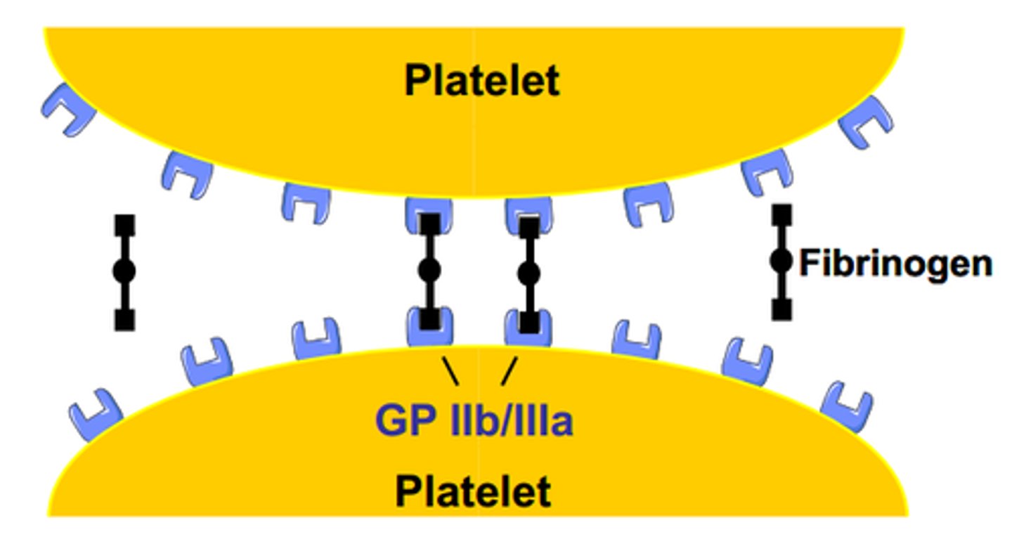 <p>blood clotting</p><p>-aka clotting factor 1</p>