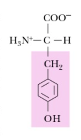 <p>Tyrosine</p>