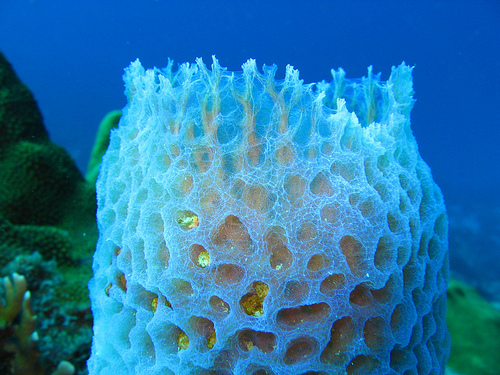 <p>(L9) sponges </p><p>no symmetry, hermaphrodites, internal fertilization, no systems </p>