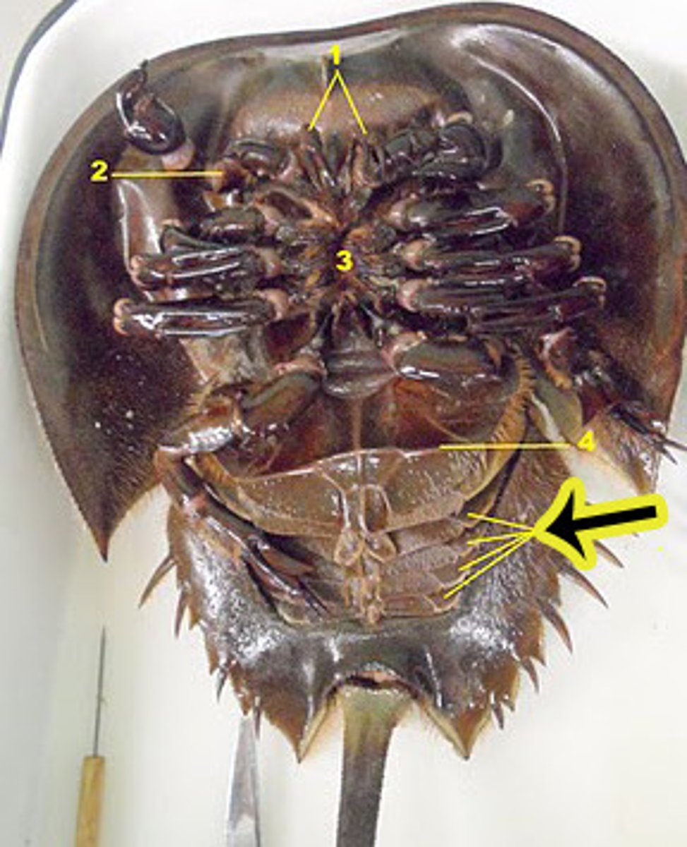 <p>protects gills (hard covering)</p>