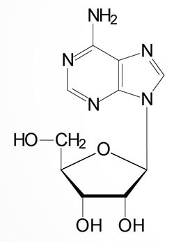 Which conformation is this nucleoside?