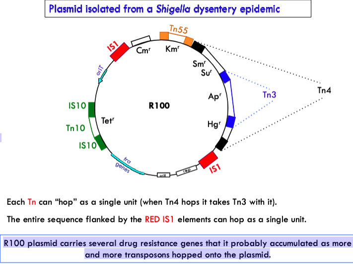 <p>R100 plasmid carries several drug resistance genes that it probably accumulated as more and more transposons hopped onto the plasmid.</p>