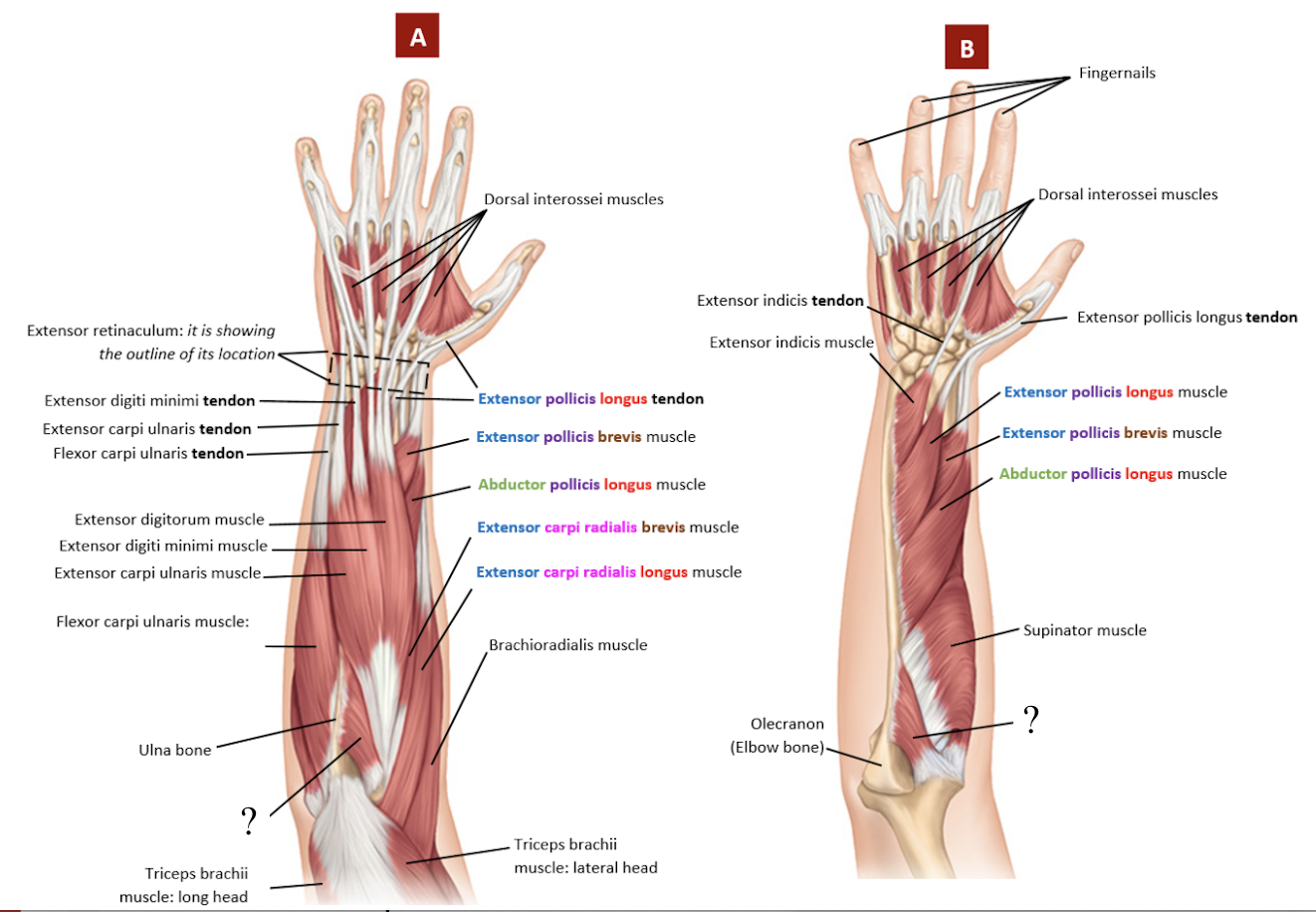 <p>superficial and deep posterior forearm extensor, small triangular muscle near the elbow</p><ul><li><p>extends the elbow, works with the triceps brachii muscle in elbow extension</p></li></ul><p></p>