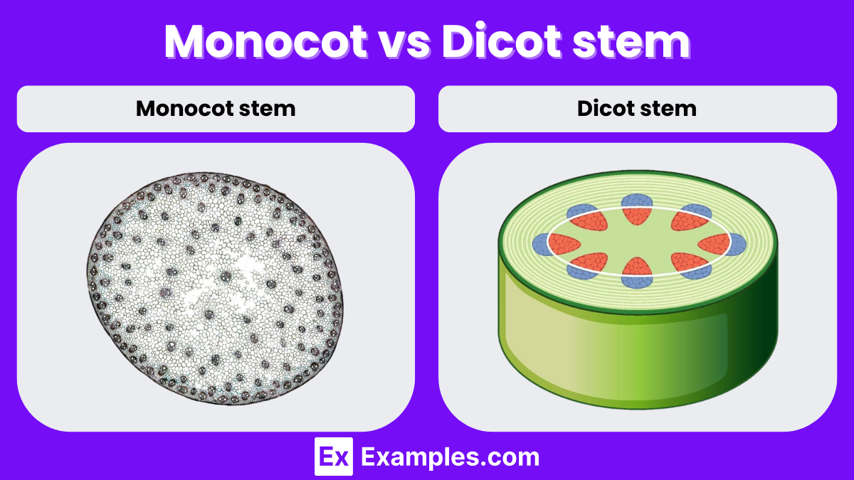 Vascular bundles are scattered throughout the stem