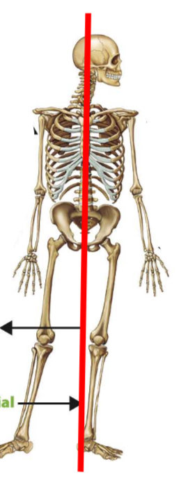 <p>Terminology used to describe orientation in the sagittal plane (2)</p>