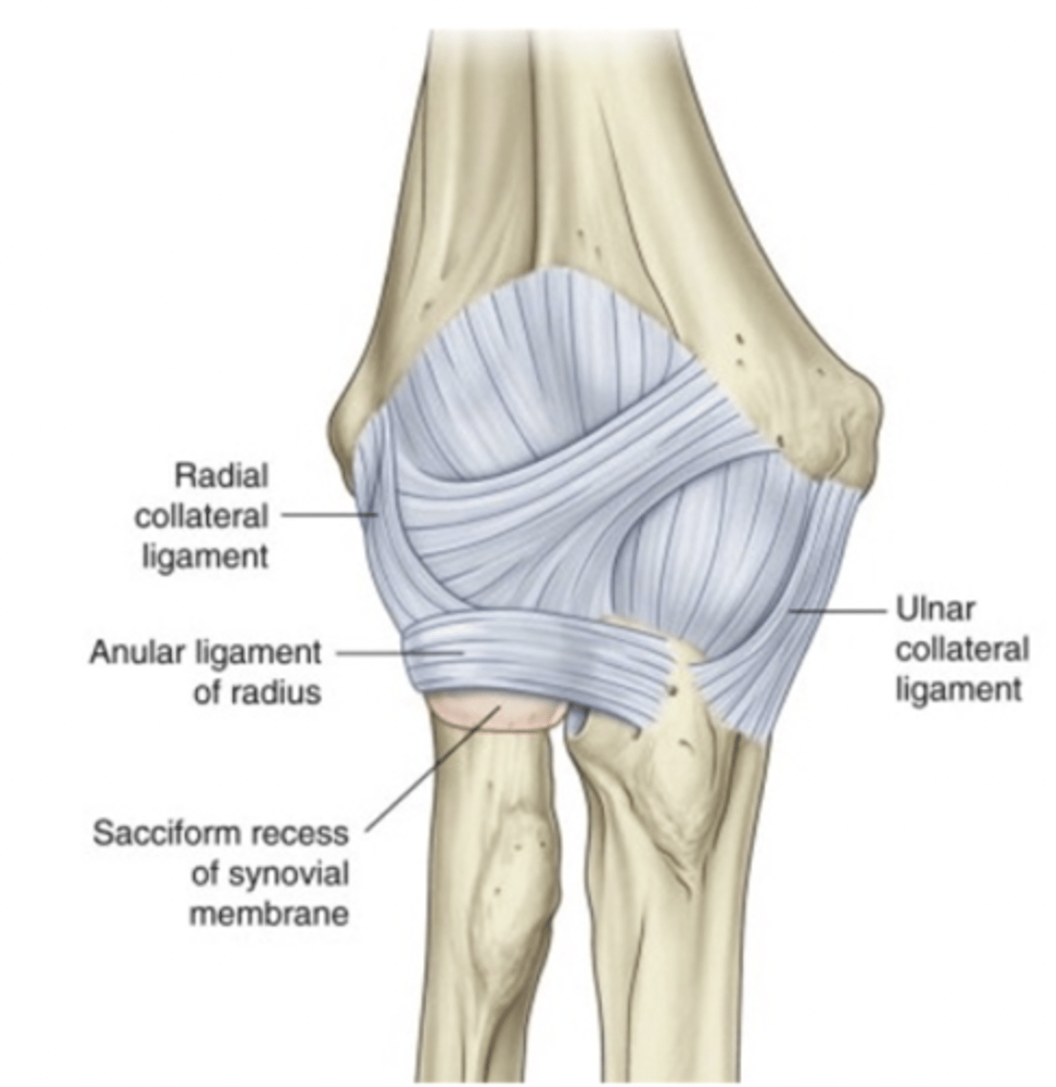 <p>Elbow joint capsule</p>