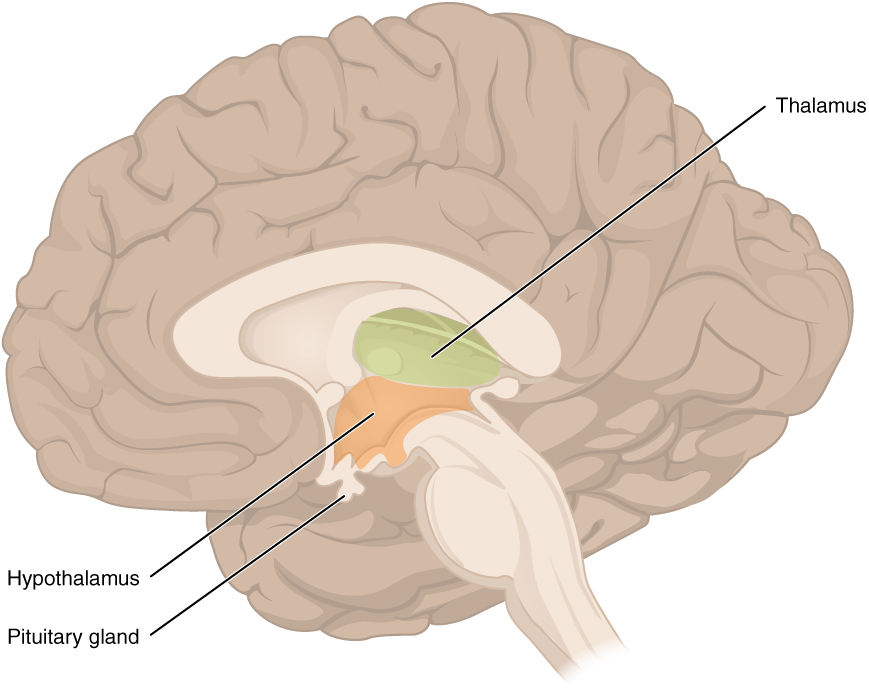 <p>constitute the diencephalon</p>