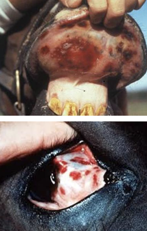 <p>Type I–III hypersensitivity reaction of dermal vessels caused by infections (equine viral arteritis, influenza, <em>C. pseudotuberculosis</em>, <strong><em>Streptococcus equi</em></strong><em> </em>most common) or idiopathic immune triggers</p>