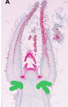 <p>Where are the green arrows pointing to?</p>