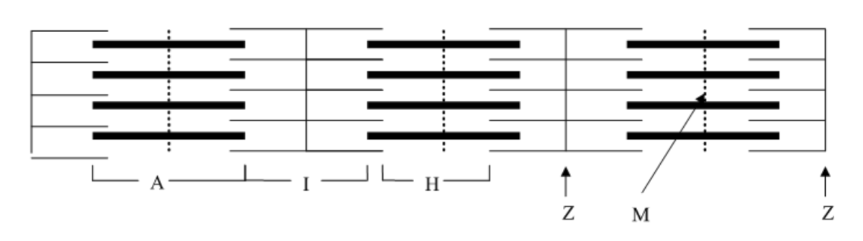 <p><strong>H zone: </strong>D</p><p><strong>Myosin: </strong>A</p><p><strong>Z disc: </strong>C</p><p><strong>Actin </strong>:B</p>