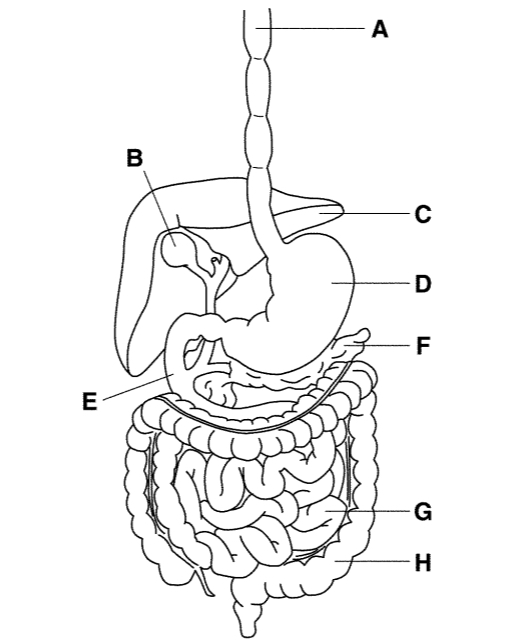 <p>D</p>