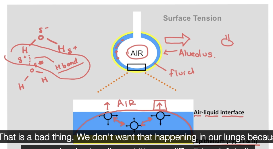 <ul><li><p>1/3 is from elastin </p></li><li><p>2/3 is from surface tension </p></li><li><p>there is an air-liquid interface </p></li><li><p>there is an attraction between the hydrogen and the oxygen of different molecules so theu stick together </p></li><li><p>since there is no hydrogen bonds in the air portion, the water will pull itself together to create a water droplet </p></li><li><p>once an alvelus collpases it is very difficult for it to function again </p></li></ul><img src="https://knowt-user-attachments.s3.amazonaws.com/eaf821ae-e8e0-4761-b00e-713ace63079e.png" data-width="100%" data-align="center"><p></p>