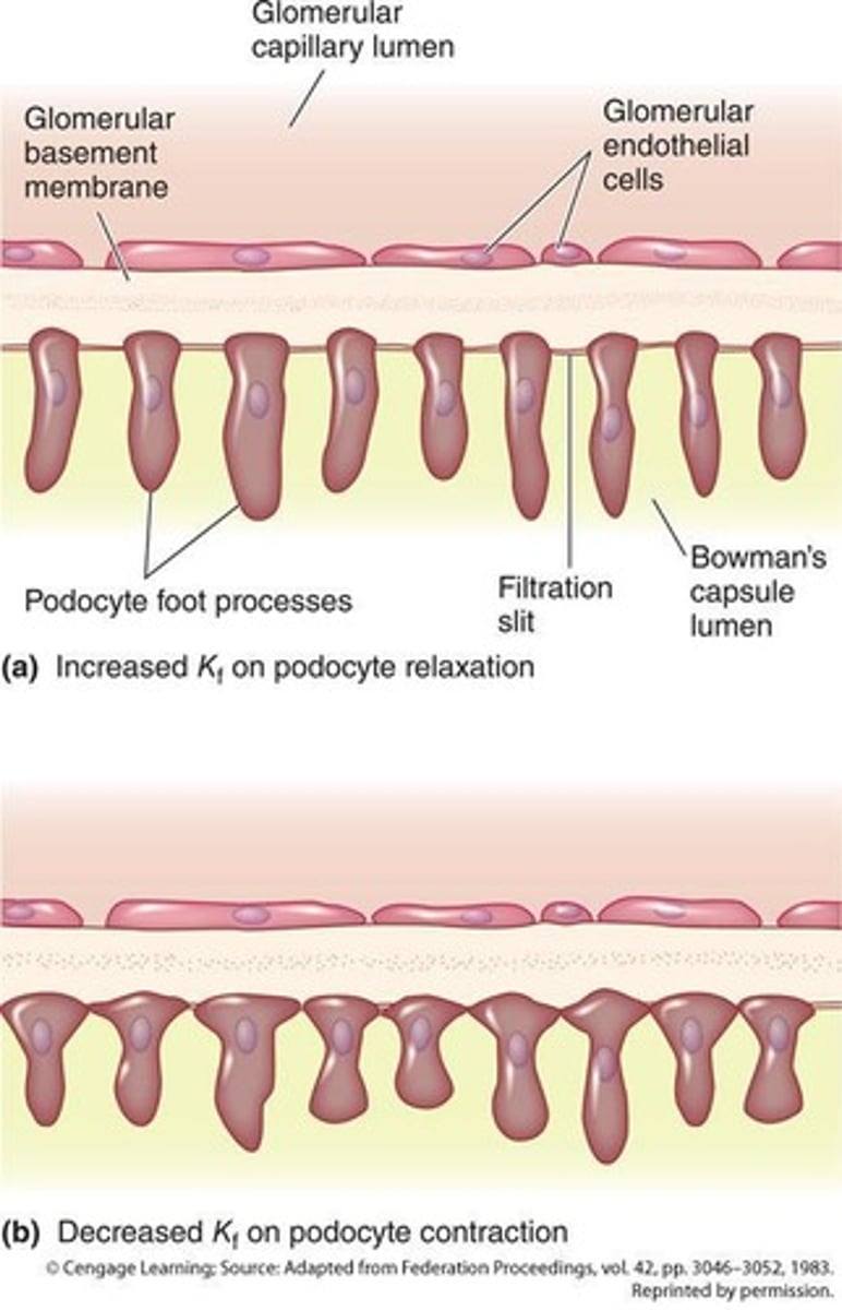 <p>Podocytes are octopus-like epithelial cells that encircle the glomerulus and form filtration slits that can be adjusted in size.</p>