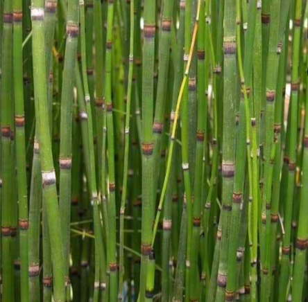 <p>Equisetum </p>