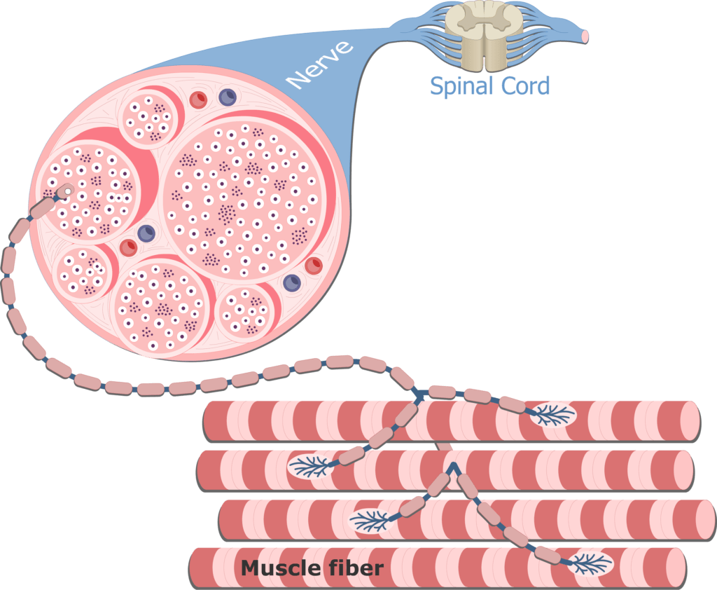 <p><span style="background-color: transparent;"><span>a single motor neuron and the muscle fibers it controls.</span></span></p>