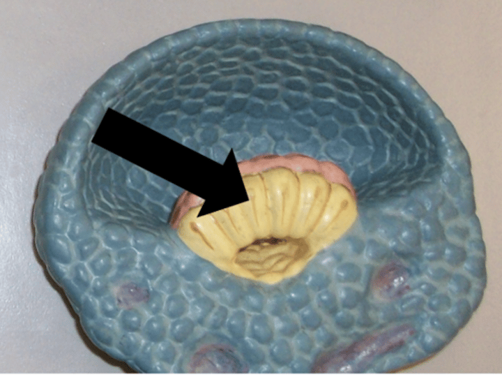 <p>Name the structure</p>