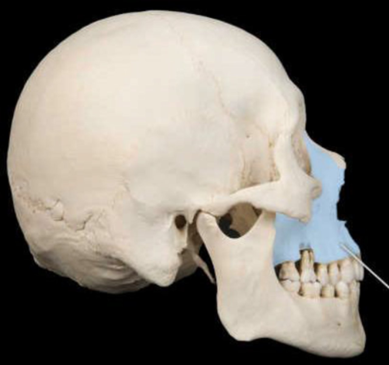 knowt flashcard image