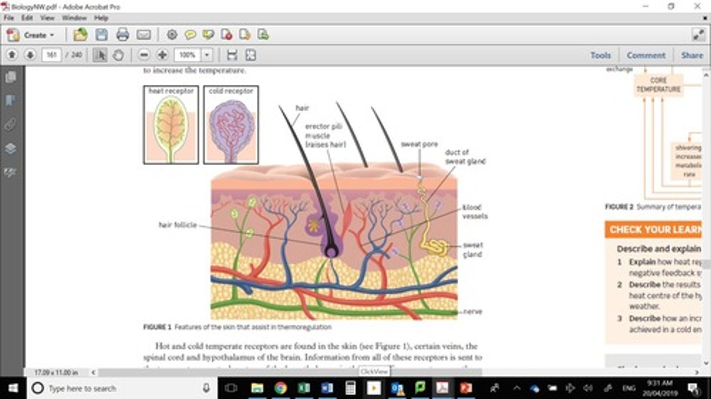<p>ADH regulates water balance by controlling kidney function and water reabsorption.</p>