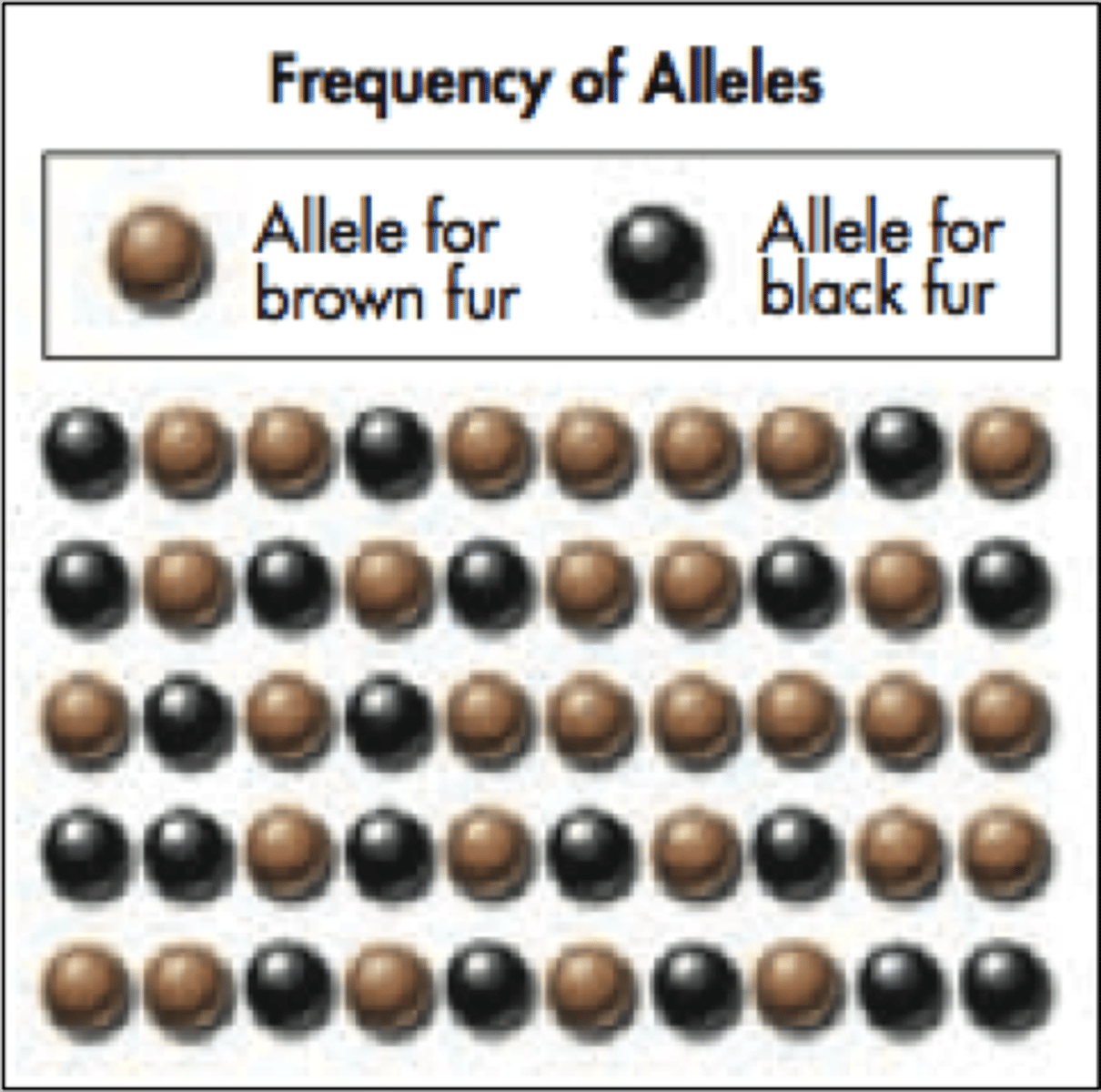 <p>Percentage or fraction of an allele in a gene pool</p>
