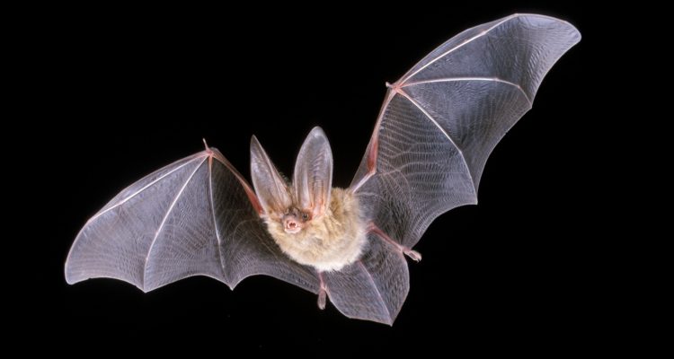 <p>Corynorhinus townsendii virginianus</p>