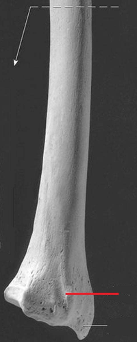 <p>distal on posterior side, little bump</p>