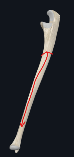 <p>What is this part of the ulna called</p>