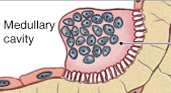 <p>break down matrix </p><ul><li><p>multinucleated cells </p></li><li><p>maintain calcium ions in actual blood stream </p></li><li><p>osteolysis </p></li></ul>
