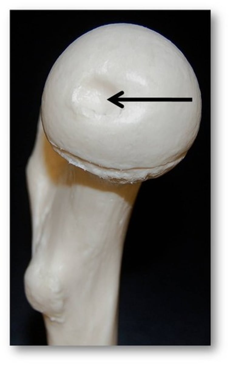 <p>Name this specific bony landmark of the femur.</p>