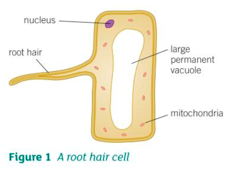 <p>Root hair cells have:</p><p>- A large surface area to absorb nutrients and water from the surrounding soil</p><p>- Thin walls that allow water to pass through easily</p>