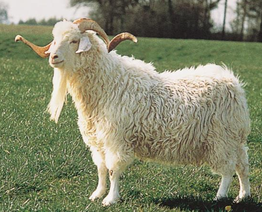 <ul><li><p>Originated in Turkey</p></li><li><p>They are used for fiber production (<strong>Mohair</strong>) and brush control</p><ul><li><p>Sheared twice a year</p></li><li><p>Hair grows an inch every month</p></li><li><p>Fineness of fiber depends on age </p><ul><li><p>Kids have the finest</p></li></ul></li><li><p>Long, <strong>curly </strong>hair</p></li></ul></li><li><p><strong>95% of Angora goats in America are found in Texas Hill Country</strong></p><ul><li><p>AKA <strong>West Texas</strong> and/or <strong>Edward’s Plateau</strong></p></li></ul></li></ul><p></p>