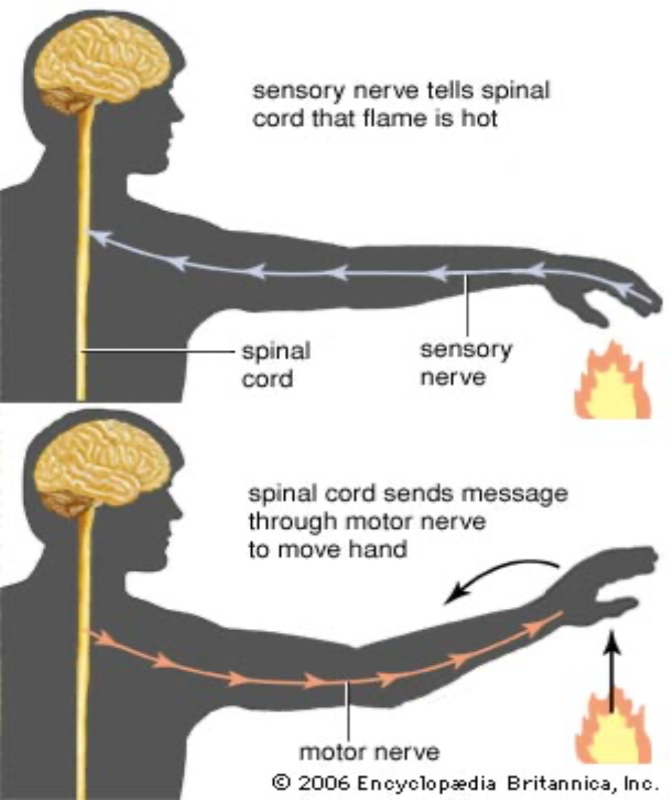 <p>What nervous system is this?</p>