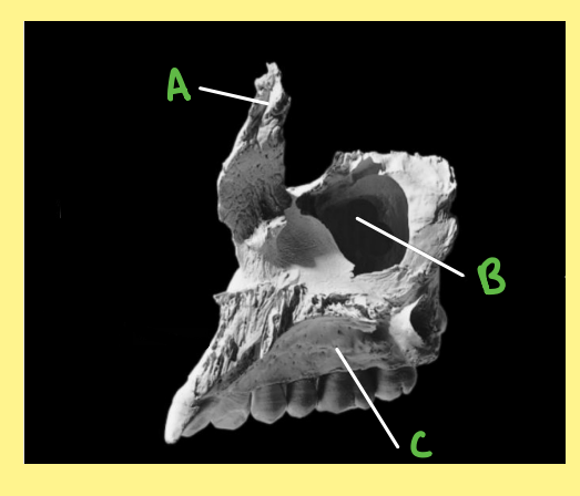 <p><u>Name the following</u>:</p><ul><li><p>Bone?</p></li><li><p>Side?</p></li><li><p>View?</p></li><li><p>A?</p></li></ul><p></p>