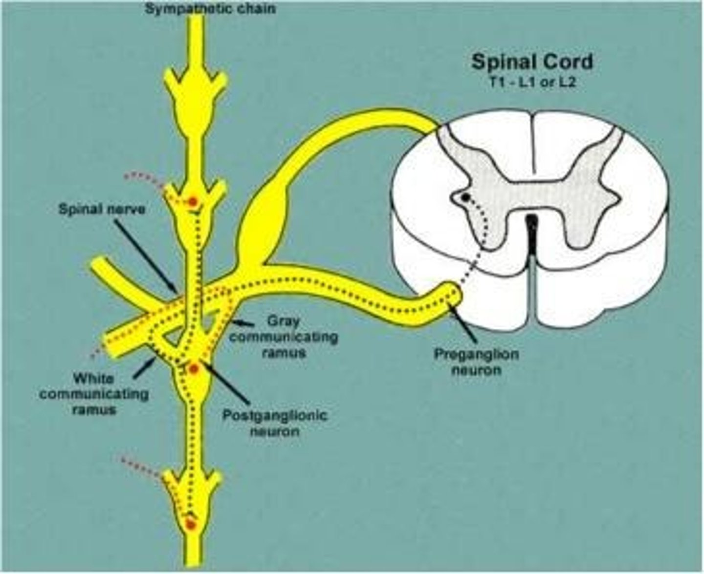 <p>contain unmyelinated postganglionic fibers traveling from ganglia to peripheral structures</p>