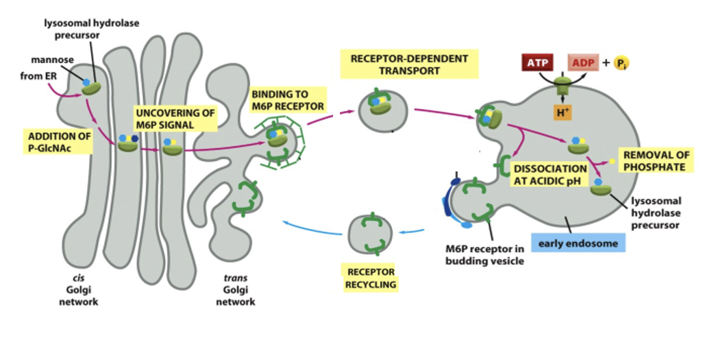 <ul><li><p>the M6P-tagged hydrolase binds to the receptor in the Golgi → packed in clathrin-coated vesicles for transport to endosomes/lysosomes</p></li><li><p>the vesicle fuses with the lysosome and the low pH in the lysosome cause the hydrolase to release from the receptor&nbsp;</p></li></ul><ul><li><p>an acid phosphatase destroys M6P, prevents the enzyme from rebinding the receptor, keeping it in the lysosome</p></li><li><p>M6P receptors are retrieved into coated transport vesicles</p></li></ul><p></p>