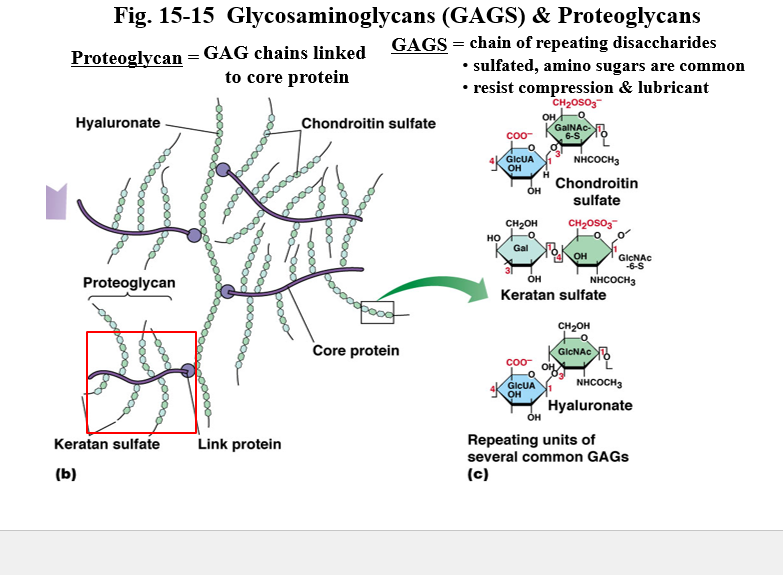 <ul><li><p>GAGS = chain of repeating disaccharides</p><ul><li><p>sulfated, amino sugars are common</p></li><li><p>resist compression and lubricant</p></li></ul></li><li><p>proteoglycan - GAG chains linked to core protein</p></li></ul><p></p>