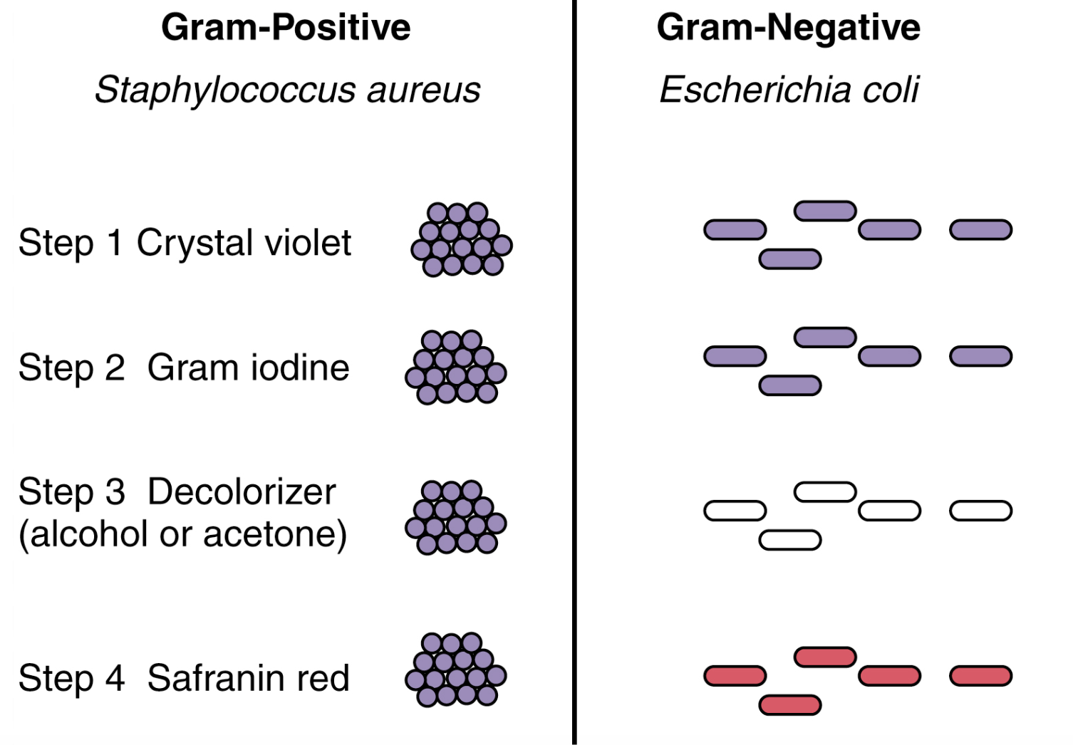 <p>Gram-färgning är en metod där man använder en kristall-violett färg (blå). </p><ol><li><p>Kristallviolett tillsäts.</p></li><li><p>Lugols lösning med jod (lila) tillsätts. </p></li><li><p>Avfärgning med etanol.</p></li><li><p>Safranin tillsätts (röd färg). </p></li></ol>