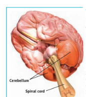 <p>cerebellum </p>