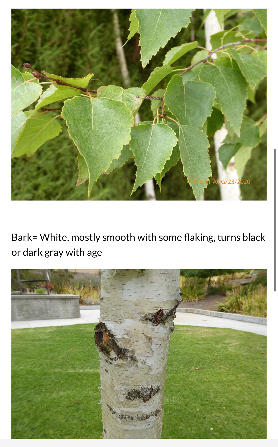 <p>Betula pendula</p>