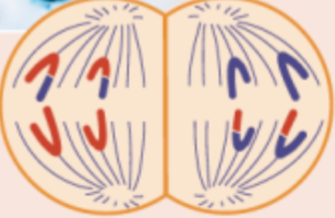 <p>sister chromatids separate and move to opposite poles</p>
