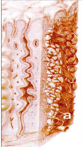 <p>Where is this epithelium</p>