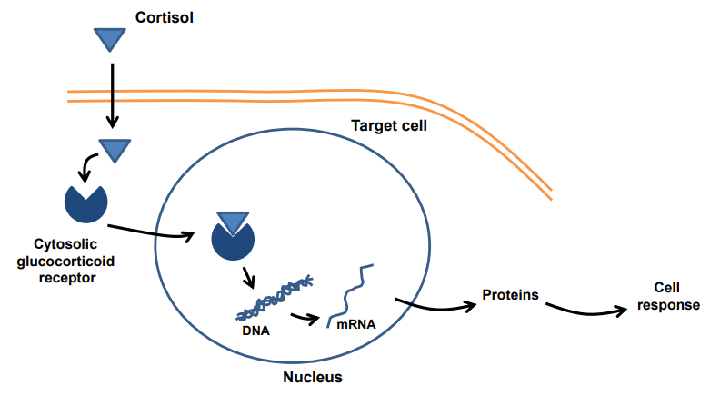 <ul><li><p class="">Cortisol diffuses through the cell membrane</p></li><li><p class="">Binds to <strong>cytosolic glucocorticoid receptors</strong></p></li><li><p class="">The <strong>cortisol–receptor complex</strong> enters the nucleus</p></li><li><p class="">Binds to <strong>DNA</strong> and alters gene transcription</p></li><li><p class="">Leads to <strong>protein synthesis</strong> → causes a <strong>cell response</strong></p></li></ul><p></p>