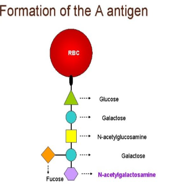 <p>H antigen is the docking port that N-acetylgalactosamine can attach to</p>